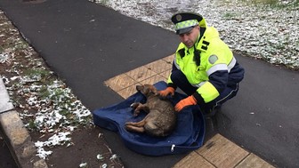 Как в Москве спасали сбитого на дороге щенка