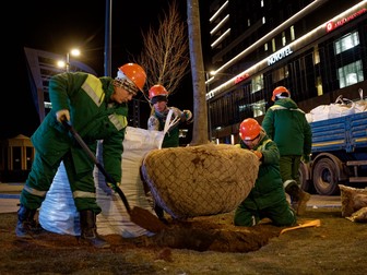 Более 6,5 миллиона деревьев и кустарников высадили в Москве за последние десять лет