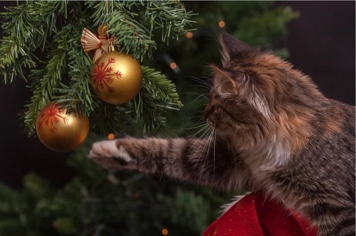 Картинка Новогодняя Кошка Картинка Новогодняя Кошка