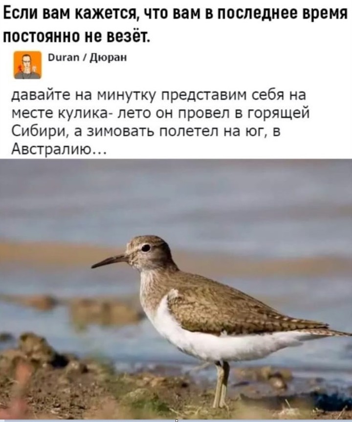 Орнитолог опроверг популярный мем о куликах-неудачниках