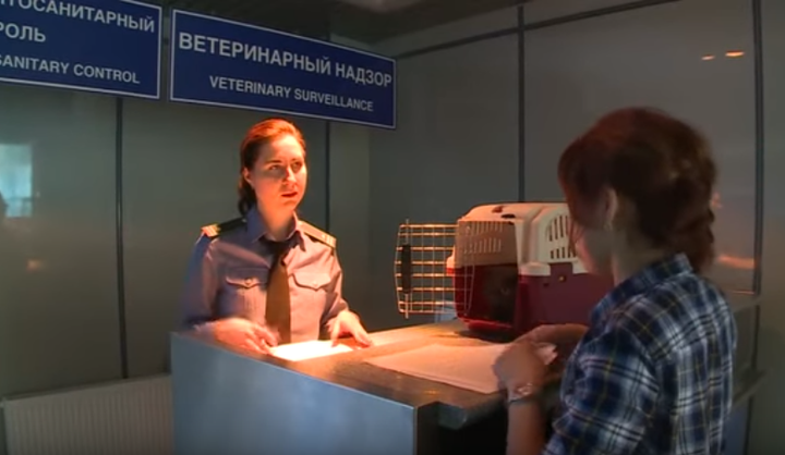 Как обезопасить домашних животных при авиаперевозке