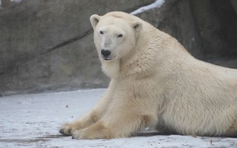 Медведица с детенышем забрались на подлодку на Камчатке