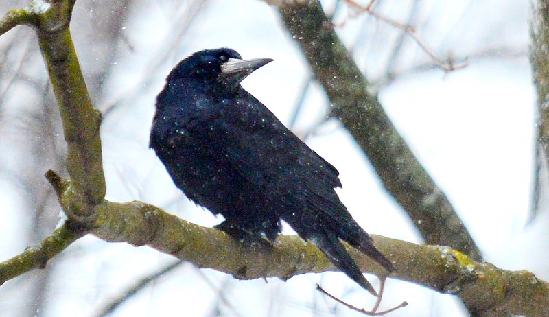 Орнитолог рассказал, чем следует подкармливать вернувшихся с зимовки птиц