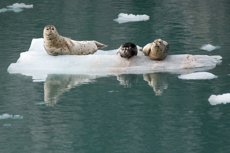 Мертвых тюленей обнаружили на побережье Каспийского моря