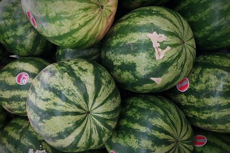 Белый арбуз вырастили в Астраханской области