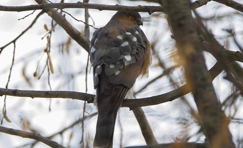 Свыше 40 видов краснокнижных птиц можно встретить в столичных лесопарках