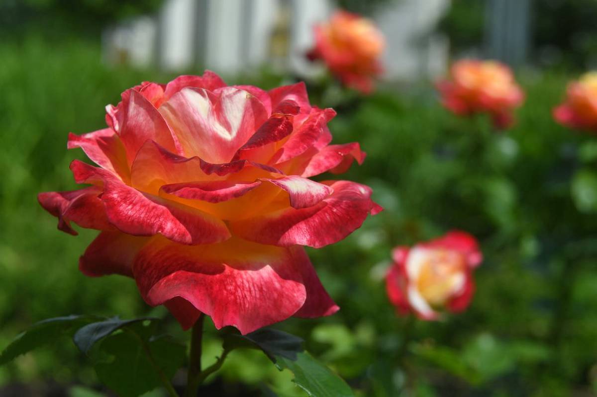 Свыше 12 тысяч кустов роз высадили летом в Москве