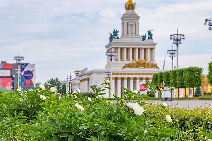 Пионы зацвели на ВДНХ