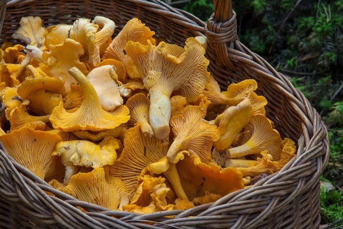 Затаились хитрые лисички: наш грибной эксперт предрекает большой урожай этих чудесных грибов