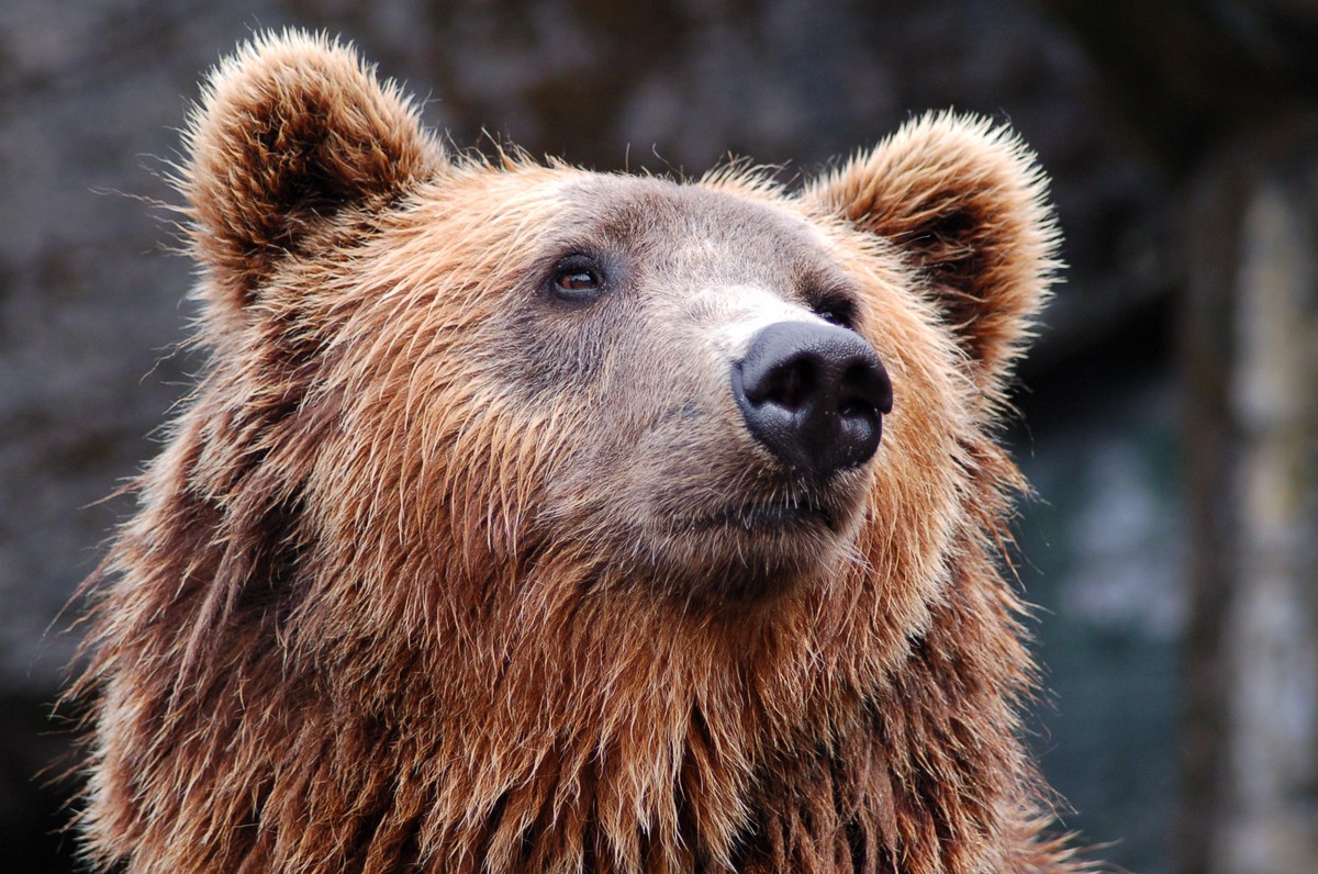 Жительница Мытищ выложила видео с медведем в ее квартире. Прокуратура начала проверку