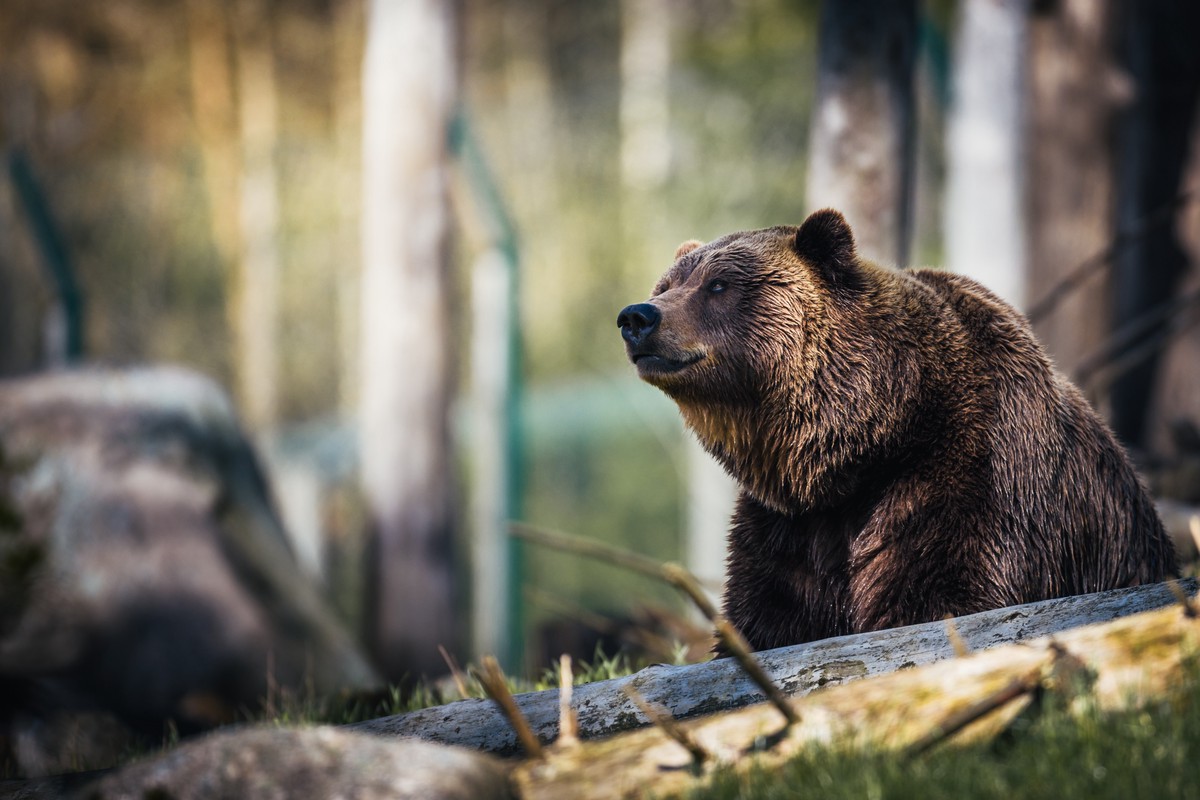 Спящий медведь и перьевые чучела: громкие скандалы с российскими чиновниками на охоте