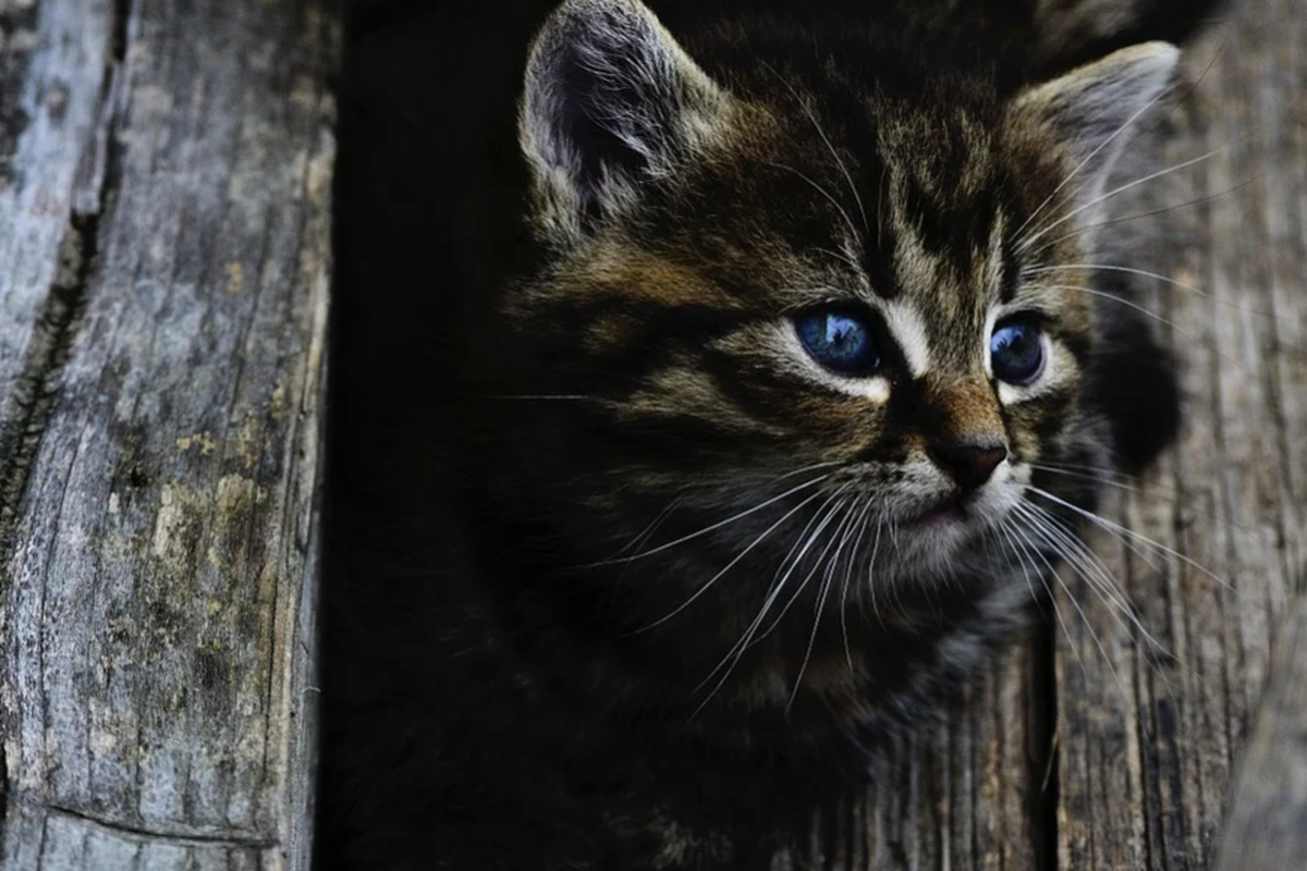 «Вдохнули новую жизнь»: пожарные спасли котенка в Свердловской области. Видео 