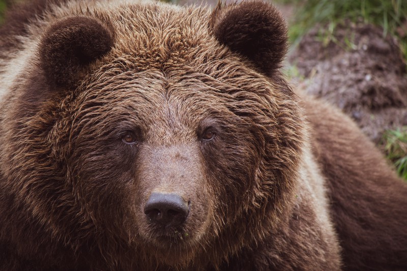 Власти Подмосковья прокомментировали инцидент со сбежавшим медведем