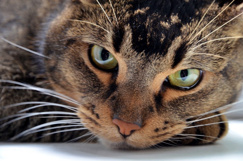 «Моя бы цапнула за нос»: видео с целующим кота хозяином набрало 2,5 миллиона просмотров