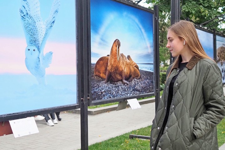 Красоты арктической природы на улицах Москвы