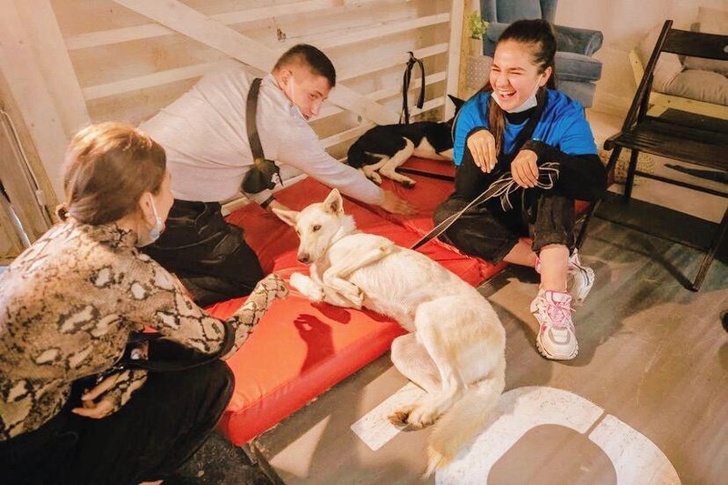 Москвичи забрали домой 46 бездомных кошек и собак в День города 