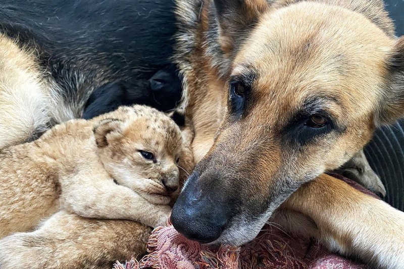 Немецкая овчарка выкормила своим молоком львят, от которых отказалась мать