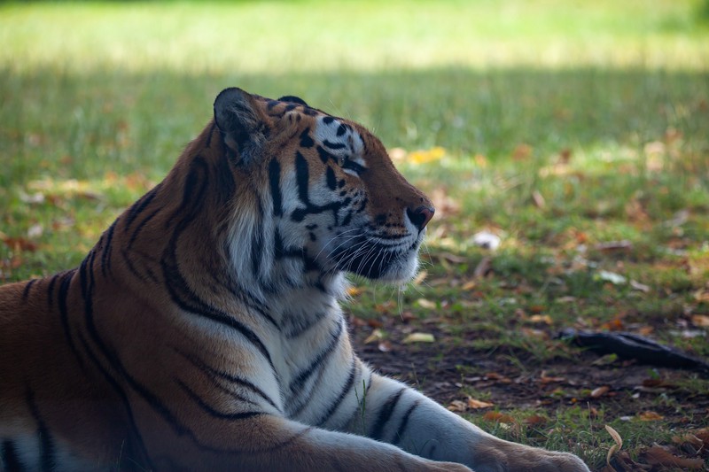 Амурский тигр «помог» опергруппе поймать браконьеров в Приморье