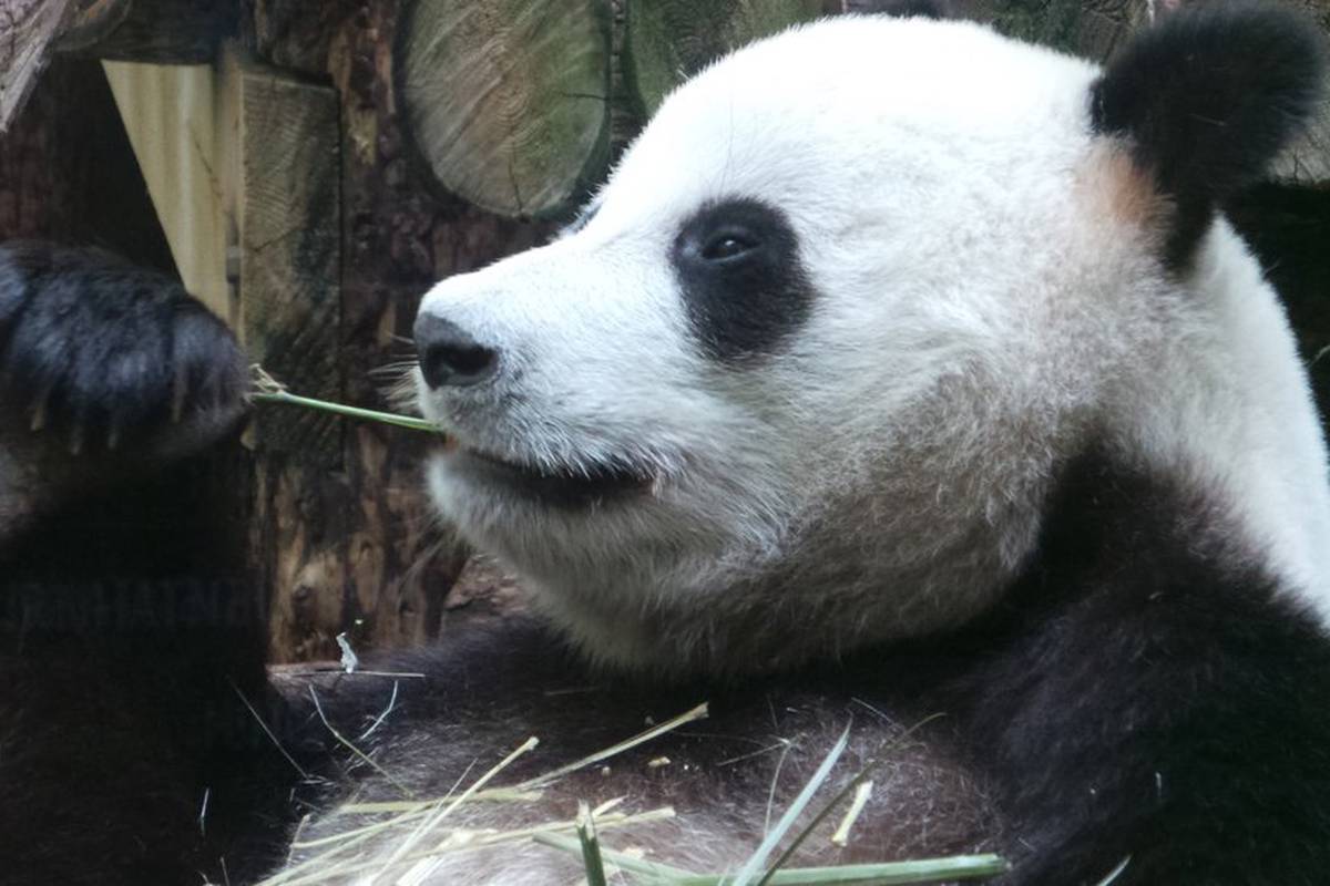 Китайских больших панд исключили из списка вымирающих животных