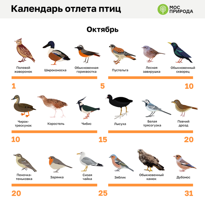 Календарь отлета птиц составили в Москве