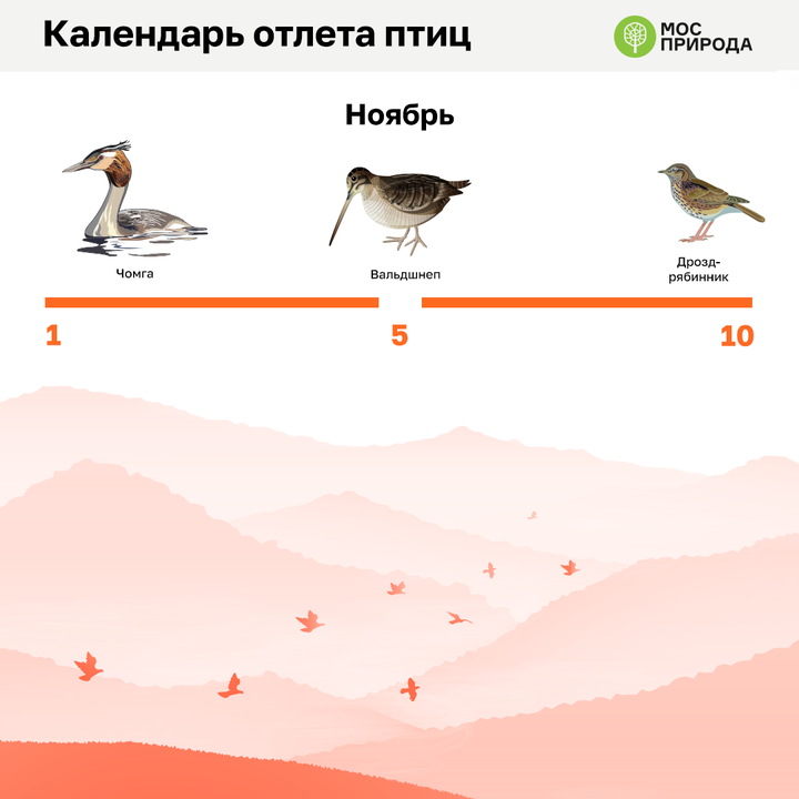 Календарь отлета птиц составили в Москве