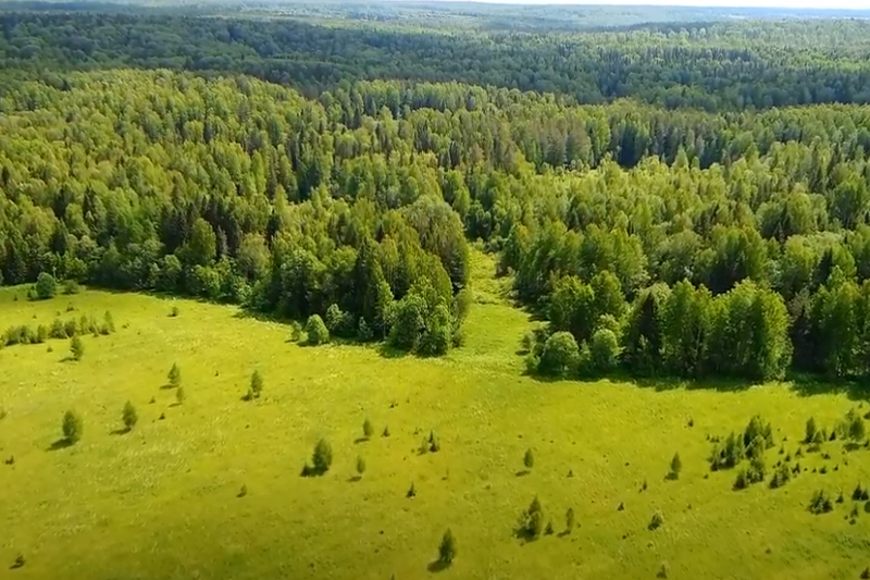 Заповедник «Кологривский лес» включили в сеть биосферных резерватов ЮНЕСКО