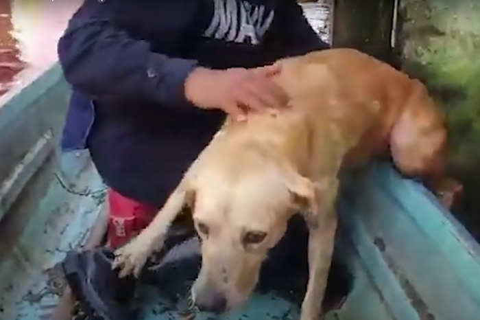 Трогательное видео спасения пса в Мексике сделало его звездой Сети