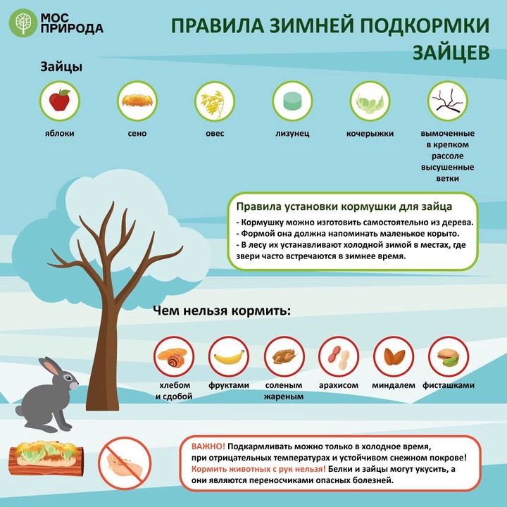 В Мосприроде объяснили, чем нельзя подкармливать животных зимой
