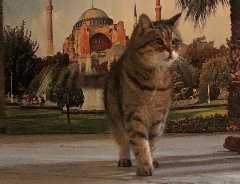 Жившая в стамбульском соборе Святой Софии кошка скончалась в возрасте 16 лет