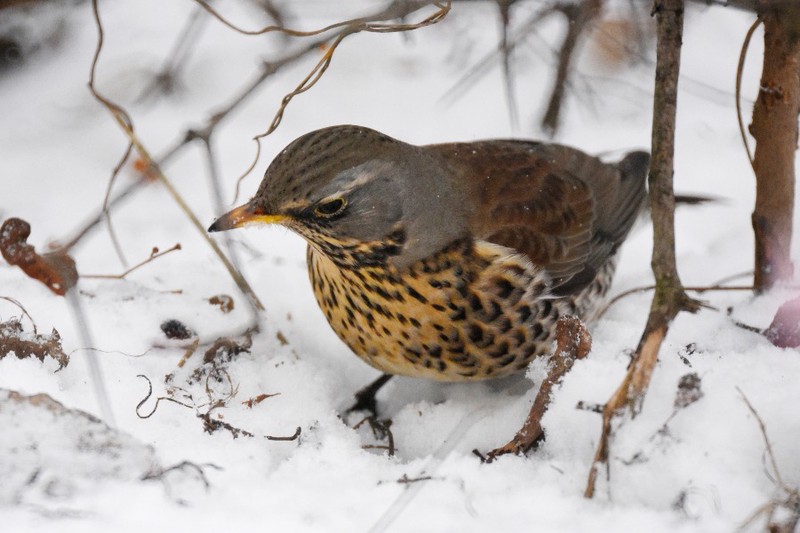 Как правильно подкармливать птиц зимой