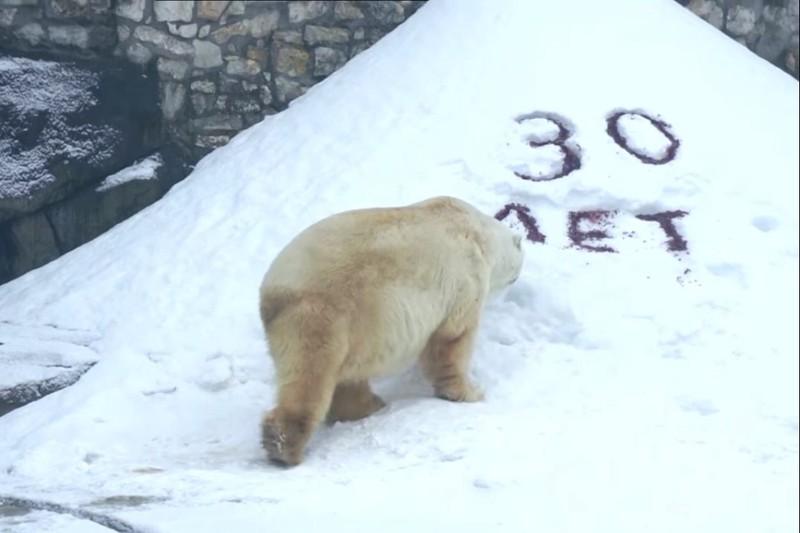Московский зоопарк подарил угощение белому медведю Врангелю на 30-летие 