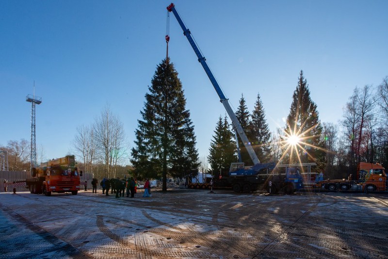 Новые деревья будут выращены из семян главной новогодней елки России