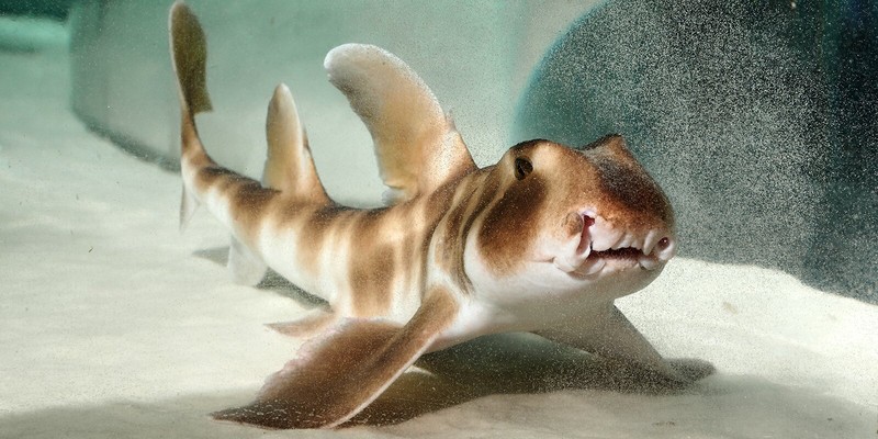 Японские бычьи акулы появились в «Москвариуме»