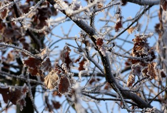 В Москве активисты составляют народную карту городских лип, кленов и дубов