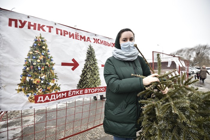 Переработка Новогодних Елок