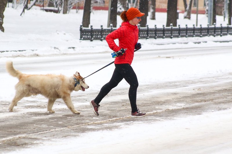 Кинолог дал рекомендации по уходу за собаками в зимний период