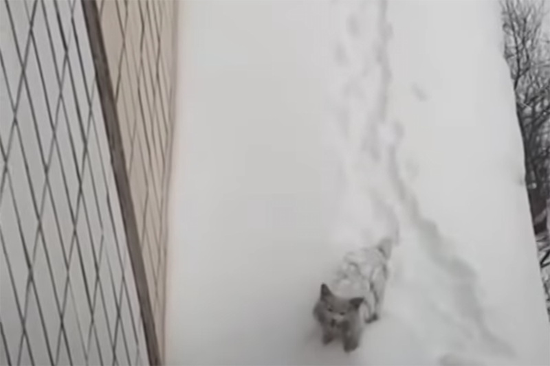 Видео спасения котенка с крыши в Челябинске растрогало пользователей Сети