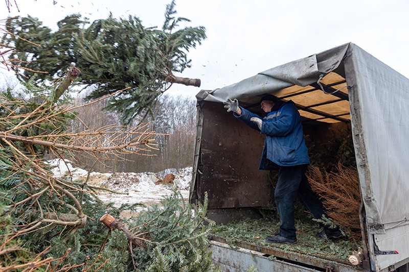 Более 50 тысяч новогодних елок сдали на переработку в Подмосковье
