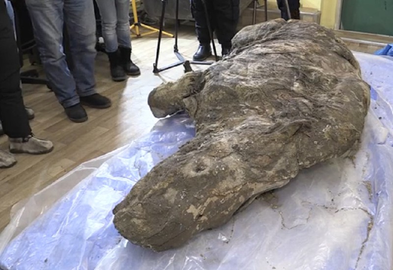 Окаменелости древнего носорога впервые показали жителям Якутии