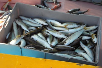 Список разрешенной к вылову рыбы расширен