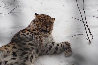 Гуляют крокодилы, резвится леопард. Московский зоопарк отмечает день рождения