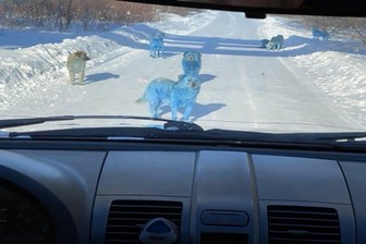 Ветеринары осмотрели голубых собак в Дзержинске