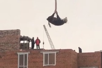 Корову подняли краном на верхушку строящегося здания