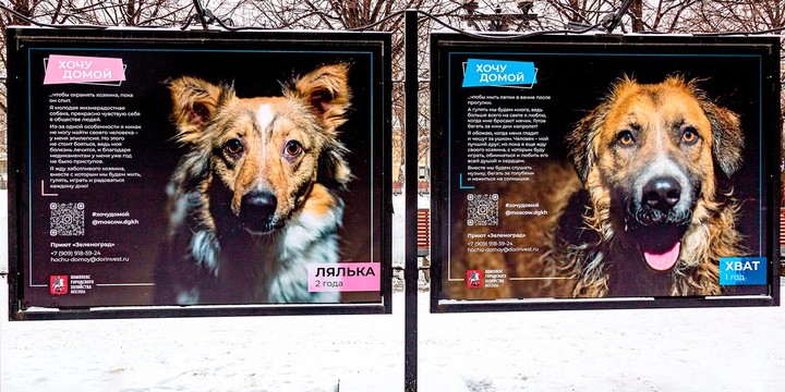 Выставку с фотографиями животных из приютов открыли на Цветном бульваре