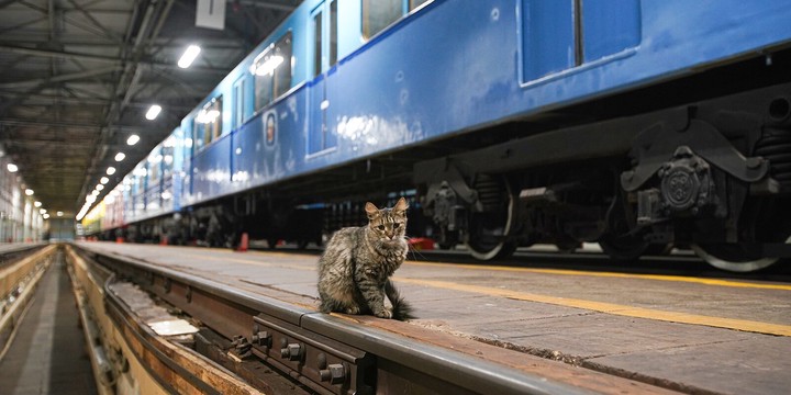 Депо, коты-хранители и ретропоезд: в Москве возобновили экскурсии по ночному метро