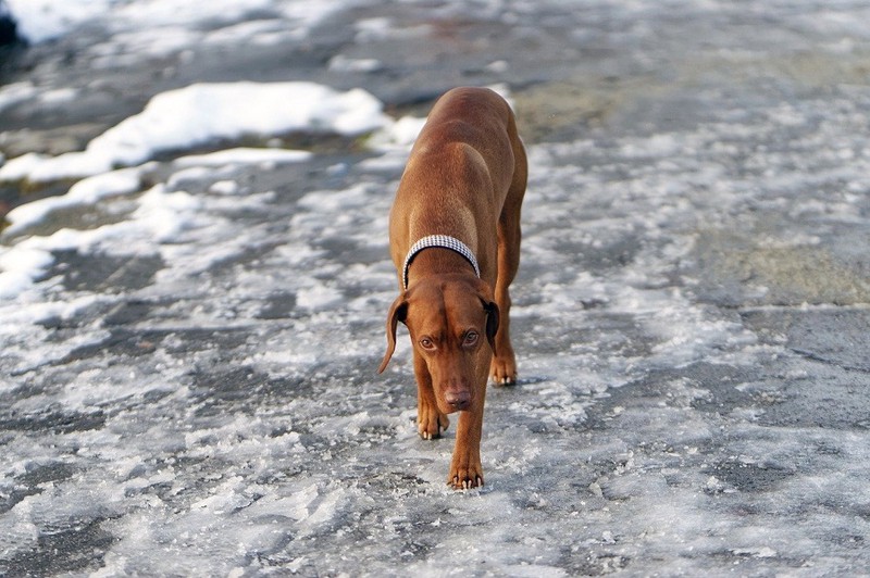 Кинологи посоветовали не выгуливать собак у водоемов и на льду