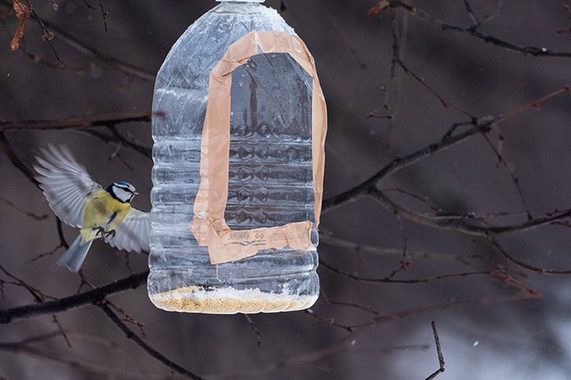 Трогательное видео с птицами Серебряного бора появилось в Сети