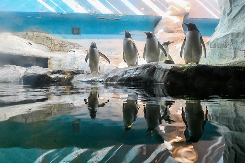 Пингвины Московского зоопарка поменялись вольерами