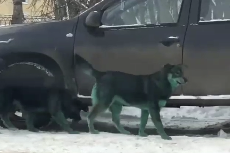 Ветеринар объяснил появление зеленых собак в Подмосковье