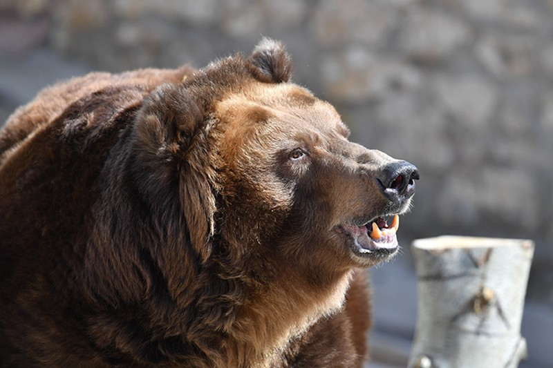 Медведь напал на пенсионера, решившего его покормить в Благовещенске